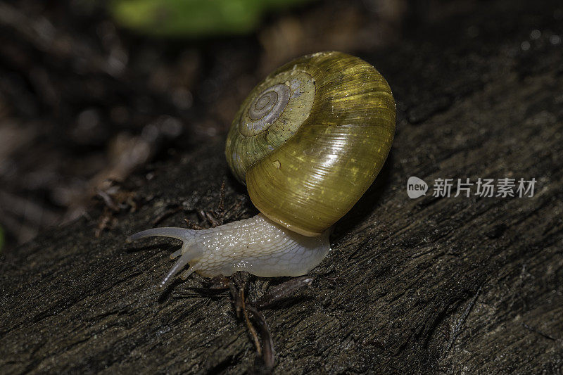 粗壮的刺齿蜗牛，温哥华单齿蜗牛。杰迪戴亚史密斯红杉州立公园;红杉国家公园和州立公园;加州海岸山脉国际生物圈保护区;Del Norte县;加州;